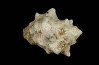 藏品(角岩螺)的圖片